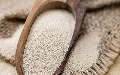 خميرة مجففة